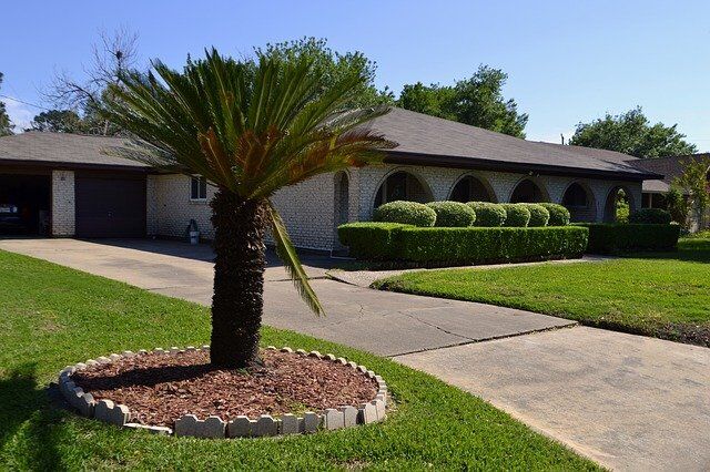 Tree Care and Maintenance Tips From the Experts
